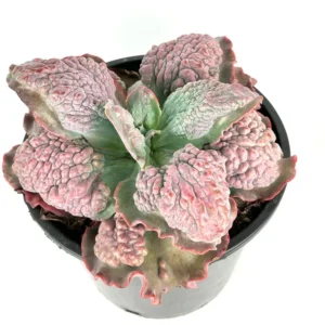 Echeveria Etna Brain Succulent Huge Mature Plant 10-12 inch Rare in 10 inch Pot