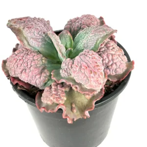 Echeveria Etna Brain Succulent Huge Mature Plant 10-12 inch Rare in 10 inch Pot