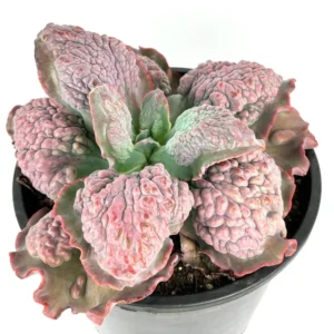 Echeveria Etna Brain Succulent Huge Mature Plant 10-12 inch Rare in 10 inch Pot