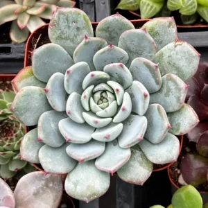 Echeveria Minima Bella Succulent 2.5" Pot Light Blue-Green Rosettes