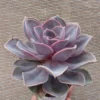 Echeveria Perle Von Nurnberg Succulent 4" Pot Pink Purple Rosette