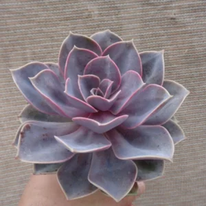 Echeveria Perle Von Nurnberg Succulent 4" Pot Pink Purple Rosette