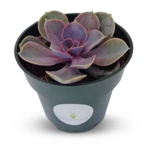 Echeveria Perle Von Nurnberg Succulent 4