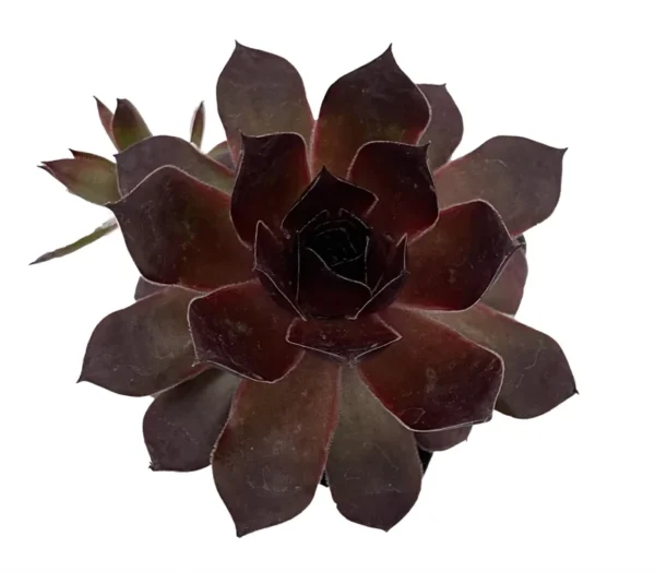 Echeveria Succulent - 2 Plants in 2" Pots - Desert Rose