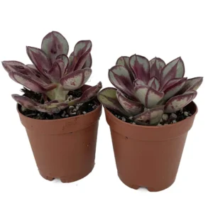 Echeveria Succulent - 2 Plants in 2" Pots - Desert Rose