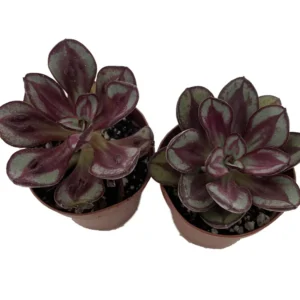 Echeveria Succulent - 2 Plants in 2