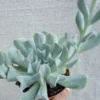 Echeveria Topsy Turvy Succulent 2.5" Pot - Light Blue Unusual Plant