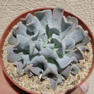 Echeveria Topsy Turvy Succulent 2.5" Pot - Light Blue Unusual Plant