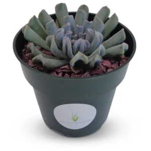 Echeveria Topsy Turvy Succulent 2.5