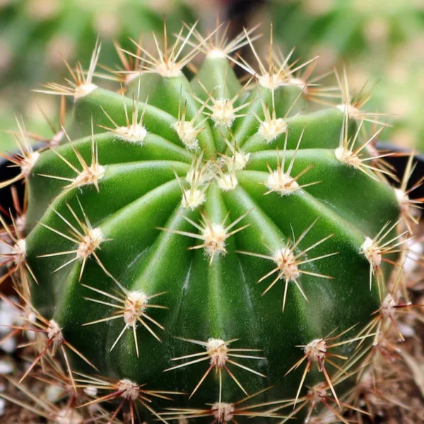 Echinobivia Rainbow Bursts Cactus Plant 3.5" Pot Clumping