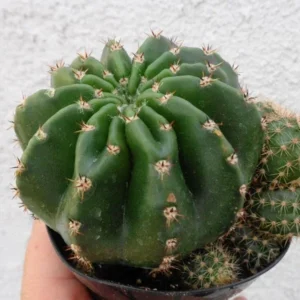 Echinobivia Rainbow Bursts Cactus Plant 3.5