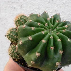 Echinobivia Rainbow Bursts Cactus Plant 3.5