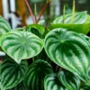 Ecuador Peperomia Plant - 2.5" Pot - Collector's Series Indoor Plant