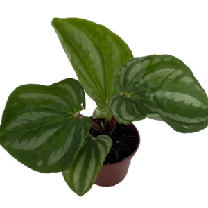 Ecuador Peperomia Plant - 2.5