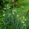 Egyptian Walking Onions 10 Bulbils - Easy to Grow Allium Onion Green