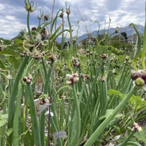 Egyptian Walking Onions 10 Bulbils - Easy to Grow Allium Onion Green
