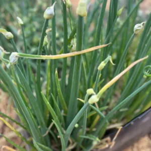 Egyptian Walking Onions 10 Bulbils - Easy to Grow Allium Onion Green