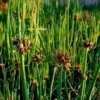 Egyptian Walking Onions 10 Bulbils - Easy to Grow Allium Onion Green