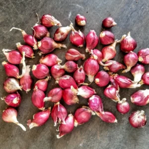 Egyptian Walking Onions 10 Bulbils - Easy to Grow Allium Onion Green