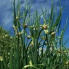 Egyptian Walking Onions 6 Bulbils - Easy Grow Allium Vegetable Green Plants