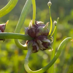 Egyptian Walking Onions 6 Bulbils - Easy Grow Allium Vegetable Green Plants