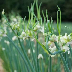 Egyptian Walking Onions 6 Bulbils - Easy Grow Allium Vegetable Green Plants