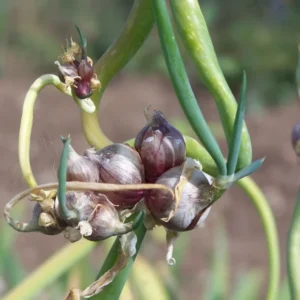 Egyptian Walking Onions 6 Bulbils - Easy Grow Allium Vegetable Green Plants