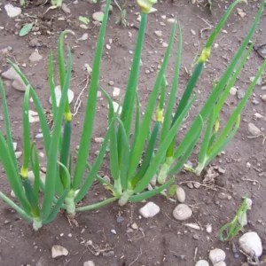 Egyptian Walking Onions 6 Bulbils - Easy Grow Allium Vegetable Green Plants