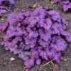 Electric Plum Coral Bells Heuchera Perennial 2.5" Pot - Colorful Shade Plant