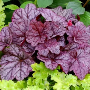 Electric Plum Coral Bells Heuchera Perennial 2.5" Pot - Colorful Shade Plant