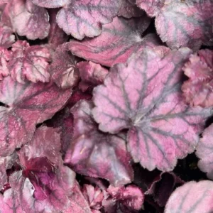 Electric Plum Coral Bells Heuchera Perennial 2.5