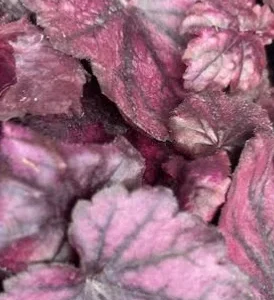 Electric Plum Coral Bells Heuchera Perennial 2.5