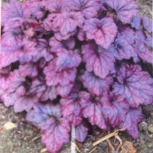 Electric Plum Coral Bells Heuchera Perennial 2.5