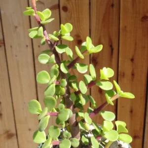 Elephant Bush Succulent Portulacaria Afra Plant - 4