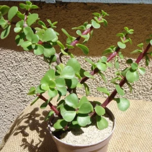 Elephant Bush Succulent Portulacaria Afra Plant - 4