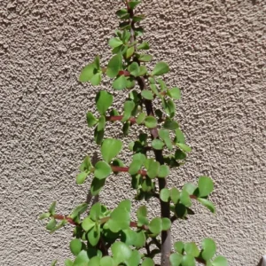 Elephant Bush Succulent Portulacaria Afra Plant - 4