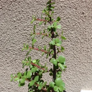 Elephant Bush Succulent Portulacaria Afra Plant - 4