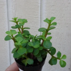 Elephant Bush Succulent Portulacaria Afra Plant - 4