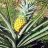 Elite Gold Pineapple Plant 2-Pack Live Perennial Garden Fruit Trees