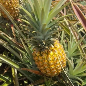 Elite Gold Pineapple Plant 2-Pack Live Perennial Garden Fruit Trees