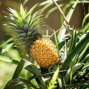 Elite Gold Pineapple Plant 2-Pack Live Perennial Garden Fruit Trees