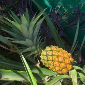 Elite Gold Pineapple Plant 2-Pack Live Perennial Garden Fruit Trees