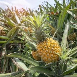 Elite Gold Pineapple Plant 2-Pack Live Perennial Garden Fruit Trees