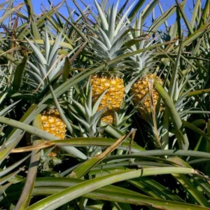 Elite Gold Pineapple Plant 2-Pack Live Perennial Garden Fruit Trees