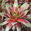 Emerald Explosion Hens & Chicks Sempervivum - 2.5 Inch Potted Succulent