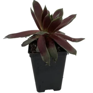 Emerald Explosion Hens & Chicks Sempervivum - 2.5 Inch Potted Succulent