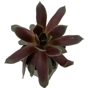 Emerald Explosion Hens & Chicks Sempervivum - 2.5 Inch Potted Succulent