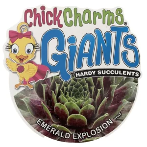 Emerald Explosion Hens & Chicks Sempervivum - 2.5 Inch Potted Succulent