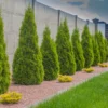 Emerald Green Arborvitae Tree Starter - 20 Pack Thuga Privacy Evergreen Bare Root Landscape Plant