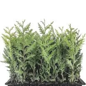 Emerald Green Arborvitae Tree Starter - 20 Pack Thuga Privacy Evergreen Bare Root Landscape Plant